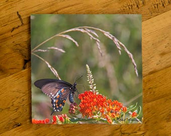 Butterfly on a Milkweed Matte Ceramic Coaster, ceramic tile, wildflowers, trivet, butterflies, pink, wildflower, butterfly milkweed