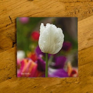 May include: A single white tulip with water droplets on the petals stands out against a blurred background of colorful tulips.