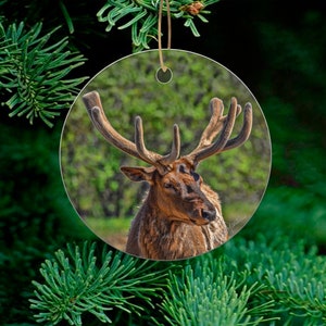Alaska Reindeer Ornament, Caribou Ornament, Actual Reindeer Photograph, Alaska Wildlife Ornament, Reindeer Christmas Ornament for Tree