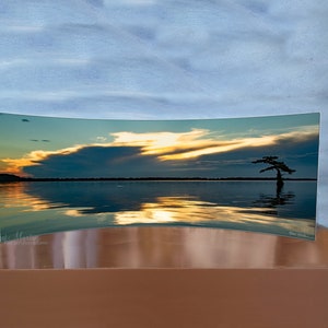Reelfoot Lake Sunset Curved Metal Print, Cypress Art on Metal.  Cypress Tree art on Curved Metal Print for Desk or Shelving, photo on metal