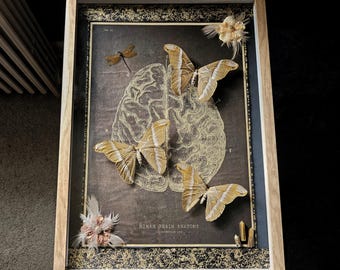 Metamorphosis of Thought - Brain Anatomy Moth Shadowbox Frame