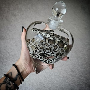 May include: A clear, heart-shaped glass bottle with a matching glass stopper, containing a coiled snake with a patterned skin of brown, black, and white scales. The bottle is transparent, allowing a full view of the snake curled inside the vessel.