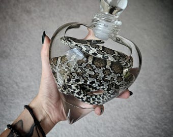 Juvenile Rat Snake Wet Specimen in Apothecary Jar with Stand – Oddities Display