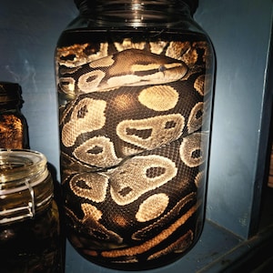 Gravid (egg-bearing) female Ball Python - Wet specimen