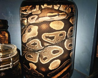 Gravid (egg-bearing) female Ball Python - Wet specimen