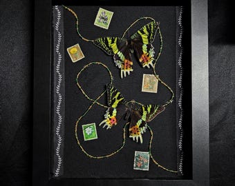 Botanical & Philatelic Sunset Moth Shadowbox