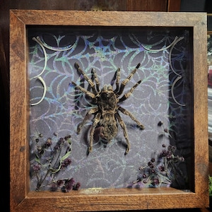Peut inclure: Présentation encadrée d'une grande tarentule. L'araignée est centrée sur un fond violet avec un motif d'hologramme de toile d'araignée. Des fleurs séchées et des accents décoratifs entourent l'araignée. Le cadre est en bois foncé.