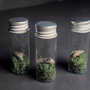 Gold-Dust Weevil in Mini Glass Jar