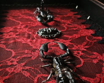 The Last Warning - Scorpion Dual Gothic Decor Frame Shadowbox