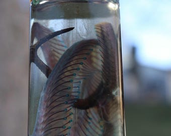 Spécimen humide de serpent diaphonisé