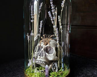 Dragonfly Dance Cloche Dome Display - Dark Cottagecore Oddities & Gothic Curiosity Decor