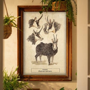 Konsttryck med gems, illustration av alpget, väggkonst med akvarell djurliv, djurposter i vintagestil