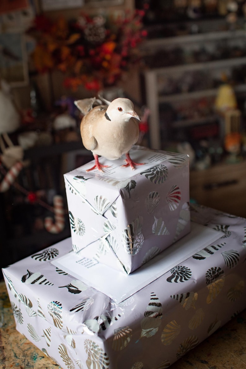 May include: A taxidermy dove with light brown and white feathers and a black neck ring stands on a small square box wrapped in light purple paper with a silver seashell pattern, which is placed atop a larger matching wrapped box.