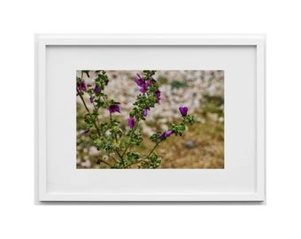 nature picture, blossoms, flowers, wall art, landscape