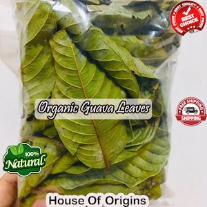 May include: A clear plastic bag filled with dried green guava leaves. The bag has a label that reads "Organic Guava Leaves" and "House of Origins".