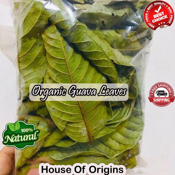 guava tobacco leaf Leaves for Blackwater Aquariums and Vivariums The common guava Psidium guajava (lemon guava Guava Leaf  ATP.art
