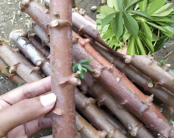 100 bouts de manioc frais, Manihot Esculenta, boutures de yuca de 5 pouces