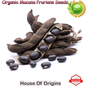 Mucuna Pruriens Seed, 1KG BULK, Velvet Bean, Wild harvested, Black bean, High Potency Natural Supplement