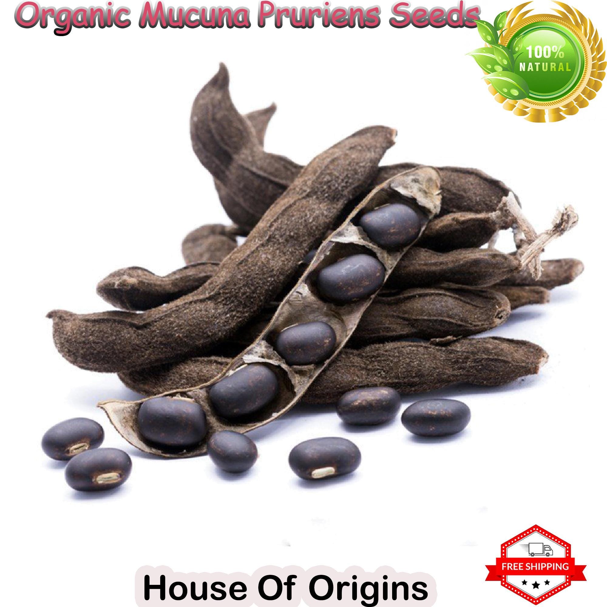 Capsules Mucuna Pruriens (Konch Beej) Morsan - Pack De 2 X 60 Gélules - Complément Naturel