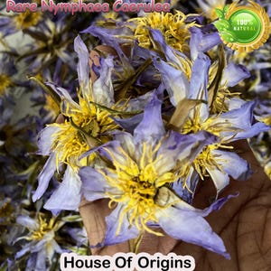 Fiori di loto blu egiziano biologici: Nymphaea Caerulea - appena essiccati