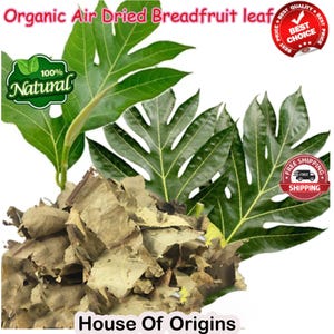 May include: Dried breadfruit leaves, organic and 100% natural, in a pile with green breadfruit leaves in the background. The text "House of Origins" is at the bottom of the image.