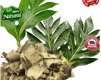 1 kg organicznych suszonych liści chlebowca: Naturalnie suszone na powietrzu liście Artocarpus Altilis