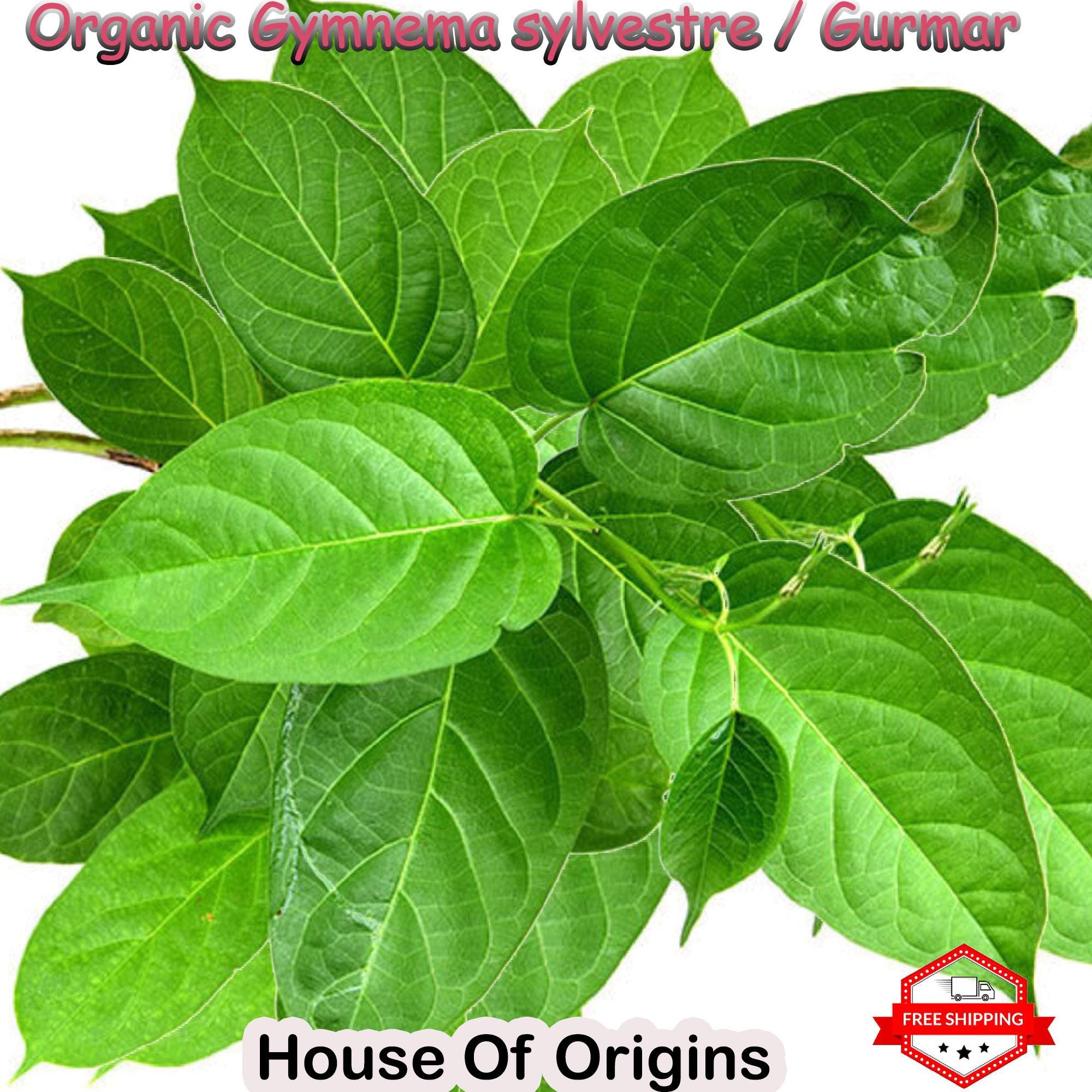 Organic Gurmar Leaf: Gymnema Sylvestre, Wiccan Herb (25 Grams) - Etsy