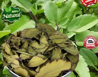 Hojas secas de Kalanchoe Pinnata, Bryophyllum pinnatum, deshidratadas al aire libre, orgánicas y puras.