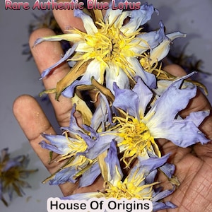 Fiori di loto blu egiziano biologici: Nymphaea Caerulea, appena essiccati