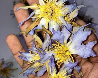 May include: A close-up of dried blue lotus flowers with yellow centres. The image includes the text "Rare Authentic Blue Lotus" and "House Of Origins". The flowers have delicate petals and are likely used for herbal remedies or decorative purposes.