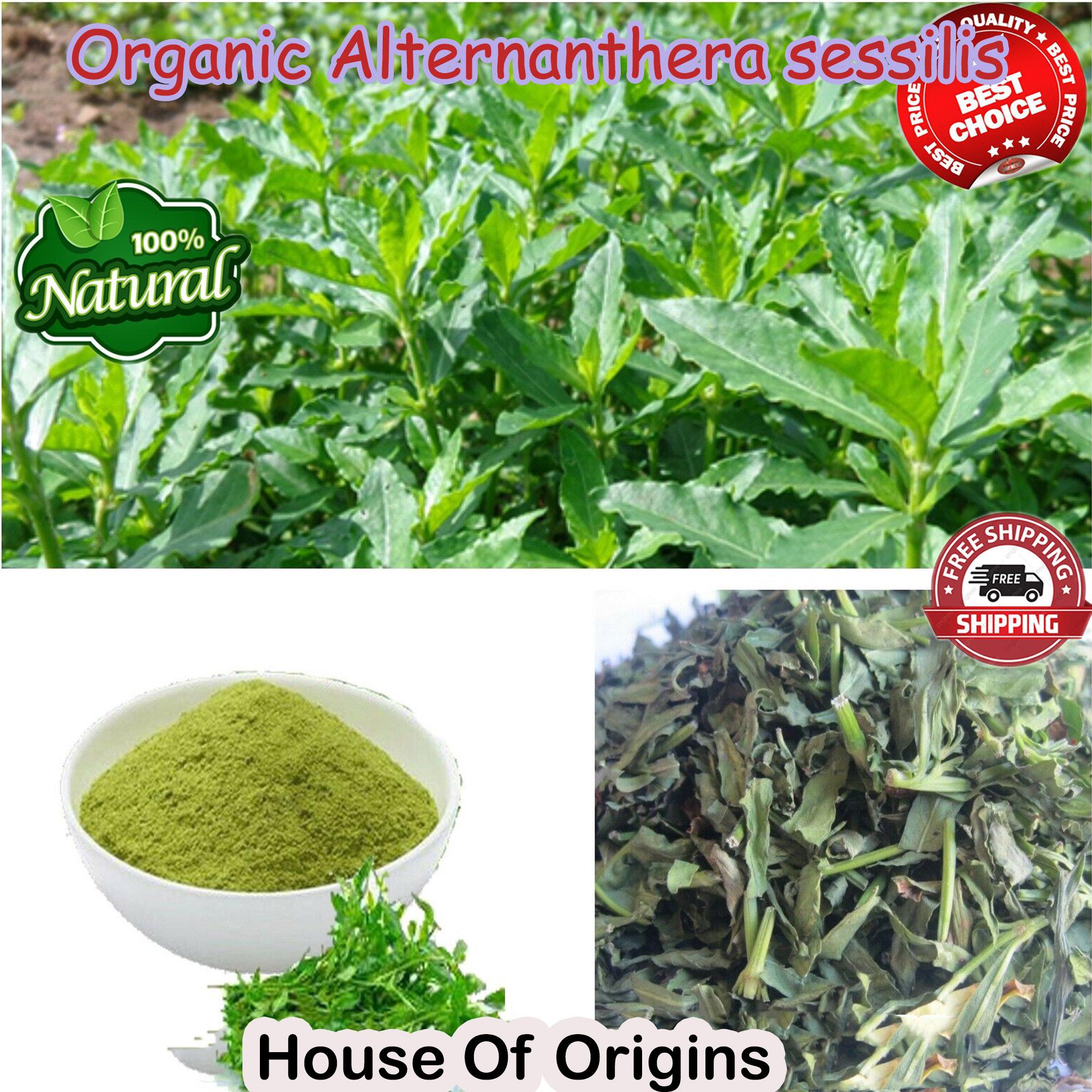 200+ Sessile Joyweed / Ponnanganni / Mukunuwenna Seeds - Dwarf Copperleaf, Fast-Growing Edible Herb 13 thumbnail image