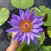 Lotus House