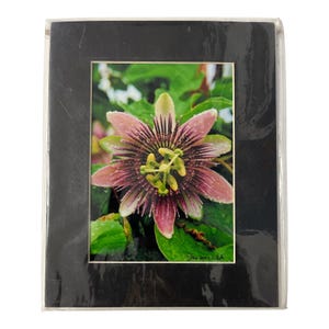 May include: A framed photograph of a passion flower. The flower has pink and purple petals with a dark purple centre and yellow stamens. The photograph is in a black mount and frame.