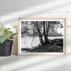 Impresión artística fotográfica en blanco y negro de árboles ramificándose