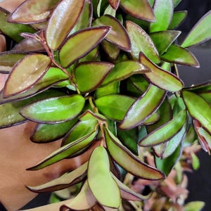 4インチのHoya Rosita珍しい熱帯屋内植物、お手入れ簡単なワックスプラント、ユニークな観葉植物