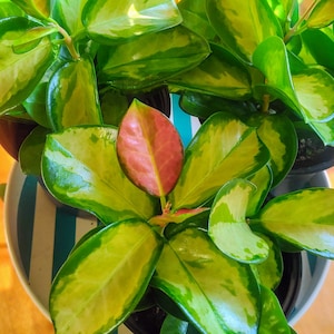 Hoya Australis Lisa 4 pouces, plantes vivantes, plantes d&#39;intérieur