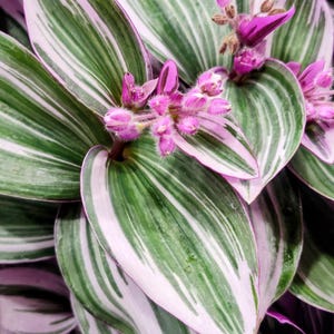 4-Inch Nanouk Wandering Dude Plant | Purple Trailing Houseplant | Easy-Care Indoor Plant Gift