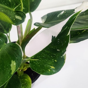 4 Inch White Princess Philodendron Rare Tropical Indoor Plant Easy Care Variegated Houseplant