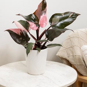 Pink Princess Philodendron in 4&quot; pot | Tropical Plant | Variegated Plant