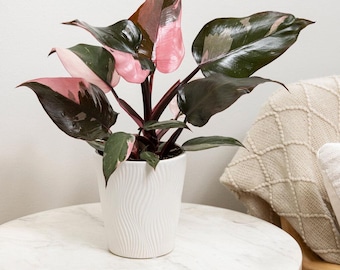 フィロデンドロン・パーシモン・プリンセス - Etsy 日本