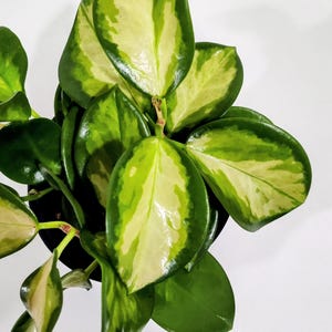 Hoya Lisa de 4 pulgadas, planta tropical rara de interior, planta de cera de fácil cuidado, planta de interior única