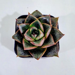 Echeveria purpusorum 2 pouces - Plante vivante rare, facile d&#39;entretien
