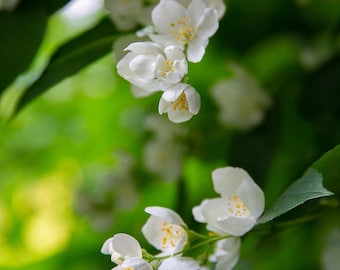 White Jasmine Flower Printable Wall Art – Floating Botanical Floral ...