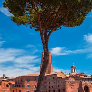 Puede incluir: Un árbol alto con una copa verde y frondosa se alza frente a un telón de fondo de antiguos edificios de ladrillo rojo, bajo un cielo azul brillante. El tronco del árbol es marrón y texturizado.