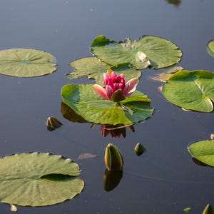 Impresión fotográfica de nenúfar rosa: Arte botánico de estanque (descarga digital)