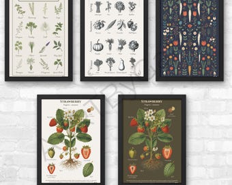 Vintage Botanical Kitchen Herb & Vegetable Posters (Digital Download)