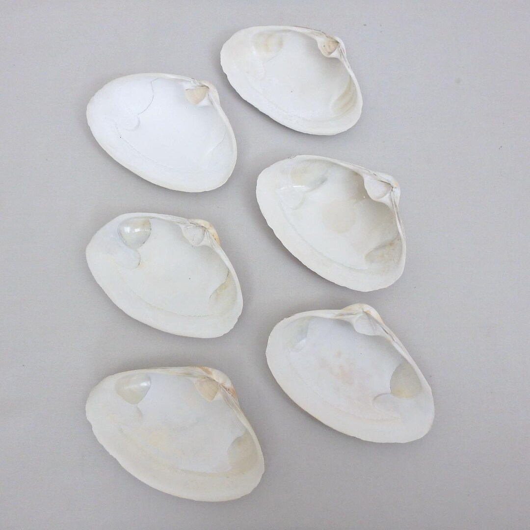 Six Jumbo Quahog Clam Shells; 6