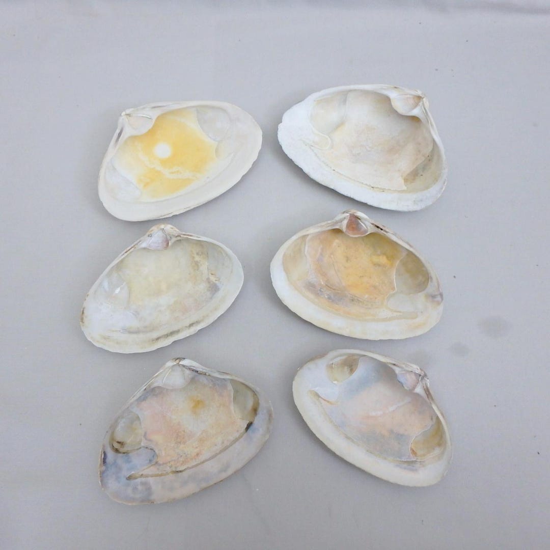 Quagog Shells Six Jumbo Quahog Clam Shells With Natural Color Variations; 6