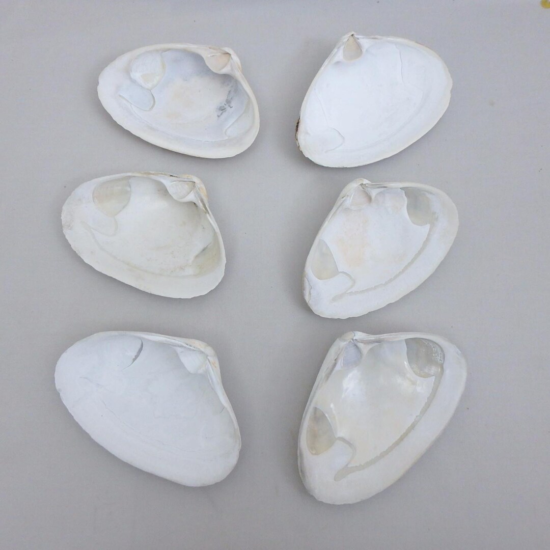 Six Jumbo Quahog Clam Shells; 6