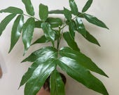 Lucky Bean Plant